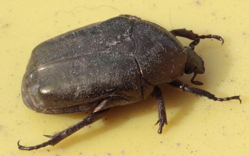Potosia sp.